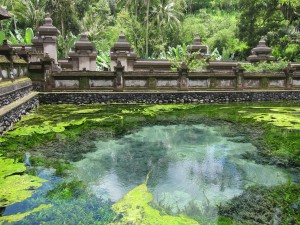 Bali's Tirta Empul, or temple of sacred waters...is kind of growy.