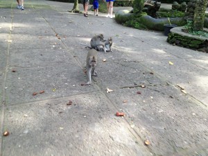 A macaque approaches in Ubud's Sacred Monkey Forest. Jerk.